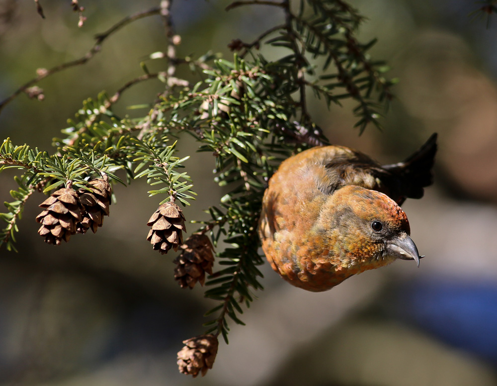 Red Crossbill